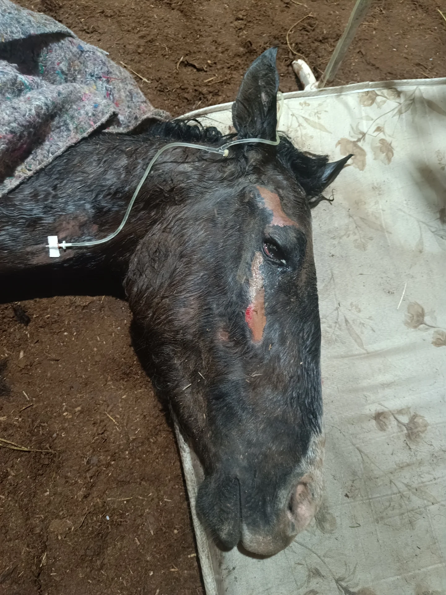 Cães resgatados precisam de ajuda urgente