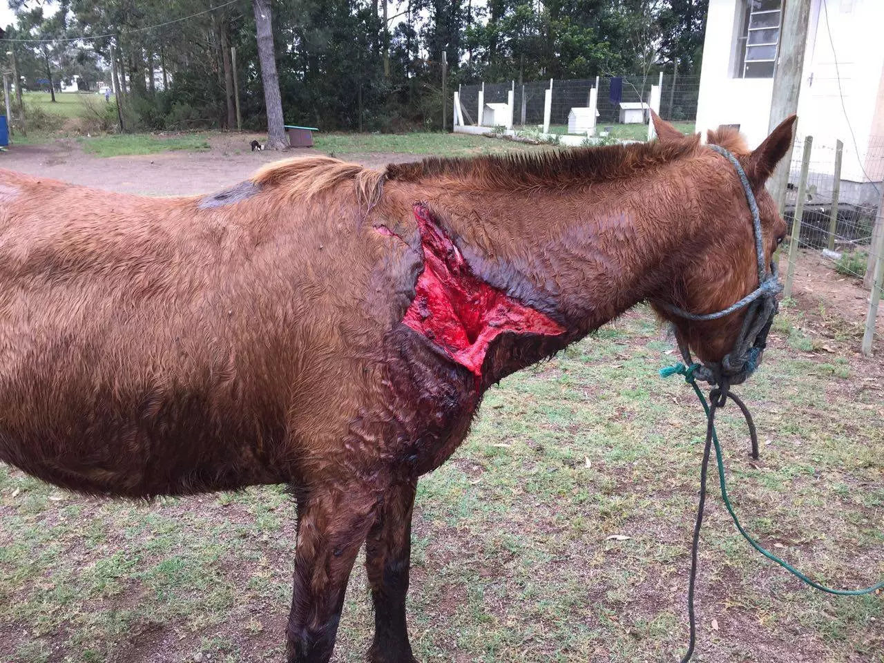 Cada doação salva vidas no Amor que Late